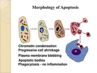 Programmed cell death | PPT