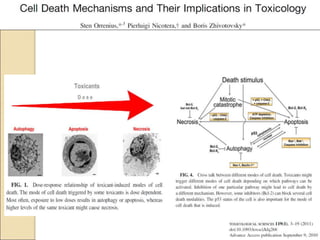 Programmed cell death | PPT