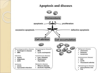 Programmed cell death | PPT