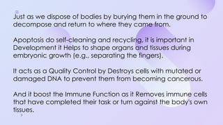 Programmed Cell Death (Apoptosis): Cellular Recycling and Life Cycle ...