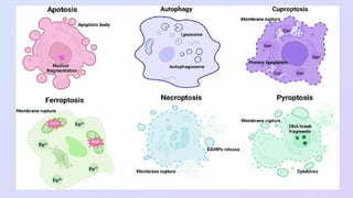 Programmed Cell Death (Apoptosis): Cellular Recycling and Life Cycle ...