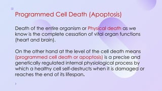 Programmed Cell Death (Apoptosis): Cellular Recycling and Life Cycle ...