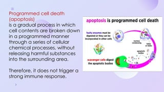 Programmed Cell Death (Apoptosis): Cellular Recycling and Life Cycle ...