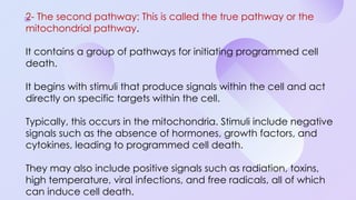 Programmed Cell Death (Apoptosis): Cellular Recycling and Life Cycle ...