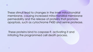 Programmed Cell Death (Apoptosis): Cellular Recycling and Life Cycle ...