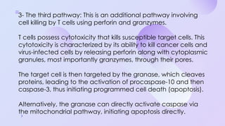 Programmed Cell Death (Apoptosis): Cellular Recycling and Life Cycle ...