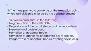 Programmed Cell Death (Apoptosis): Cellular Recycling and Life Cycle ...