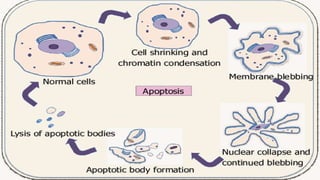 Programmed Cell Death (Apoptosis): Cellular Recycling and Life Cycle ...