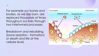 Programmed Cell Death (Apoptosis): Cellular Recycling and Life Cycle ...