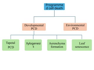 Programmed cell death in plant reproduction From sporogenesis to ...