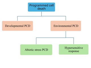 Programmed cell death in plant reproduction From sporogenesis to ...
