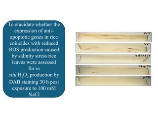 Dab H2o2 Programmed cell death in plant reproduction From sporogenesis to ...