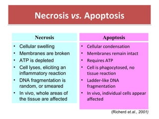Necrosis vs. ApoptosisNecrosis vs. Apoptosis
• Cellular condensation
• Membranes remain intact
• Requires ATP
• Cell is phagocytosed, no
tissue reaction
• Ladder-like DNA
fragmentation
• In vivo, individual cells appear
affected
• Cellular swelling
• Membranes are broken
• ATP is depleted
• Cell lyses, eliciting an
inflammatory reaction
• DNA fragmentation is
random, or smeared
• In vivo, whole areas of
the tissue are affected
Necrosis Apoptosis
(Richerd et.al., 2001)
 