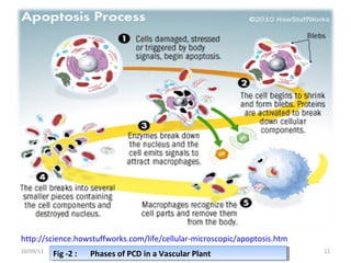 10/09/13 11
http://science.howstuffworks.com/life/cellular-microscopic/apoptosis.htm
Fig -2 : Phases of PCD in a Vascular PlantFig -2 : Phases of PCD in a Vascular Plant
 