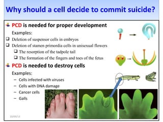 Why should a cell decide to commit suicide?Why should a cell decide to commit suicide?
PCD is needed for proper development
Examples:
 Deletion of suspensor cells in embryos
 Deletion of stamen primordia cells in unisexual flowers
 The resorption of the tadpole tail
 The formation of the fingers and toes of the fetus
PCD is needed to destroy cells
Examples:
– Cells infected with viruses
– Cells with DNA damage
– Cancer cells
– Galls
1210/09/13
 