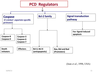 PCD Regulators
Caspase
(Cysteinyl aspartate-specific
proteases)
Bcl-2 family Signal transduction
pathway
Caspase-8
Caspase-9
Caspase-3
Caspase-6
Caspase-7
Death
initiators
Effectors Bcl-2, Bcl-X
(antiapoptotic)
Bax, Bid and Bad
(Promoters)
Fas- ligand induced
apoptosis
(Jean et al., 1996, USA)
1310/09/13
 