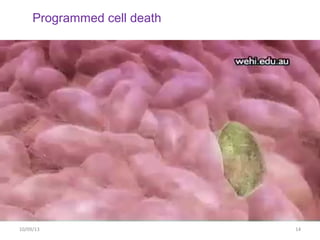 10/09/13 14
Programmed cell death
 