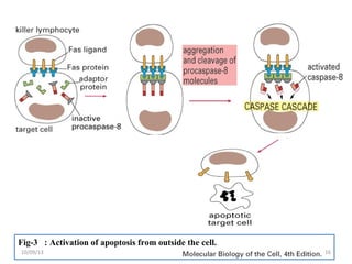 Fig-3 : Activation of apoptosis from outside the cell.
1610/09/13
 