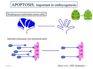 APOPTOSIS: important in embryogenesis
Morphogenesis (eliminates excess cells):
Selection (eliminates non-functional cells):
(Kerr et al., 1992, Germany) 1710/09/13
 