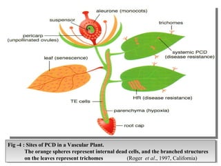 Fig -4 : Sites of PCD in a Vascular Plant.
The orange spheres represent internal dead cells, and the branched structures
on the leaves represent trichomes (Roger et al., 1997, California)
Fig -4 : Sites of PCD in a Vascular Plant.
The orange spheres represent internal dead cells, and the branched structures
on the leaves represent trichomes (Roger et al., 1997, California)
 