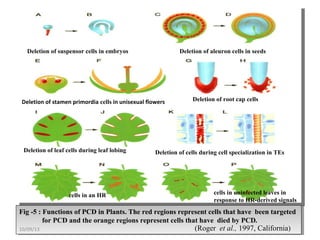 Fig -5 : Functions of PCD in Plants. The red regions represent cells that have been targeted
for PCD and the orange regions represent cells that have died by PCD.
Fig -5 : Functions of PCD in Plants. The red regions represent cells that have been targeted
for PCD and the orange regions represent cells that have died by PCD.
Deletion of suspensor cells in embryos
Deletion of stamen primordia cells in unisexual flowers Deletion of root cap cells
Deletion of leaf cells during leaf lobing Deletion of cells during cell specialization in TEs
cells in an HR cells in uninfected leaves in
response to HR-derived signals
Deletion of aleuron cells in seeds
(Roger et al., 1997, California)10/09/13
 
