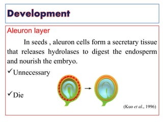 Aleuron layer
In seeds , aleuron cells form a secretary tissue
that releases hydrolases to digest the endosperm
and nourish the embryo.
Unnecessary
Die
(Kuo et al., 1996)
 