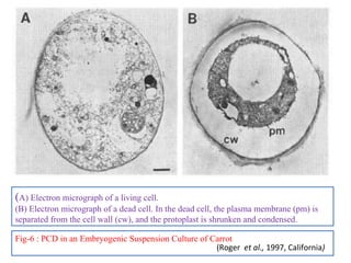 (A) Electron micrograph of a living cell.
(B) Electron micrograph of a dead cell. In the dead cell, the plasma membrane (pm) is
separated from the cell wall (cw), and the protoplast is shrunken and condensed.
Fig-6 : PCD in an Embryogenic Suspension Culture of Carrot
(Roger et al., 1997, California)
 
