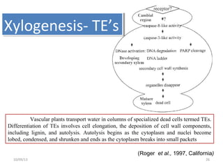 10/09/13 26
Vascular plants transport water in columns of specialized dead cells termed TEs.
Differentiation of TEs involves cell elongation, the deposition of cell wall components,
including lignin, and autolysis. Autolysis begins as the cytoplasm and nuclei become
lobed, condensed, and shrunken and ends as the cytoplasm breaks into small packets
Xylogenesis- TE’sXylogenesis- TE’s
(Roger et al., 1997, California)
 