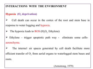 INTERACTIONS WlTH THE ENVIRONMENT
Hypoxia (O2 deprivation)
 Cell death can occur in the cortex of the root and stem base in
response to water logging and hypoxia.
 The hypoxia leads to ROS (H2O2, Ethylene)
 Ethylene – trigger apoptotic path way - eliminate some cells-
aerenchyma.
 The interna1 air spaces generated by cell death facilitate more
efficient transfer of O2 from aerial organs to waterlogged stem bases and
roots.
(Armstrong, 1979)
 