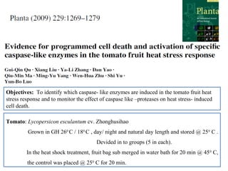 Tomato: Lycopersicon esculantum cv. Zhonghusihao
Grown in GH 260
C / 180
C , day/ night and natural day length and stored @ 250
C .
Devided in to groups (5 in each).
In the heat shock treatment, fruit bag sub merged in water bath for 20 min @ 450
C,
the control was placed @ 250
C for 20 min.
Objectives: To identify which caspase- like enzymes are induced in the tomato fruit heat
stress response and to monitor the effect of caspase like –proteases on heat stress- induced
cell death.
 