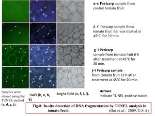 Fig-8: In-situ detection of DNA fragmentation by TUNEL analysis in
tomato fruit. (Gui et al., 2009, U.S.A)
a–c Pericarp sample from
control tomato fruit.
d–f Pericarp sample from
tomato fruit that was treated at
45°C for 20 min
g–i Pericarp
sample from tomato fruit 6 h
after treatment at 45°C for
20 min.
j–l Pericarp sample
from tomato fruit 12 h after
treatment at 45°C for 20 min.
Samples were
stained using the
TUNEL method
(a, d, g, j),
DAPI (b, e, h,
k)
bright-field (c, f, i, l).
Arrows
indicate TUNEL-positive nuclei.
 