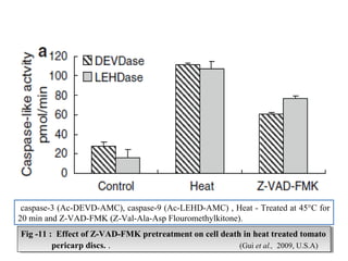 3510/09/13
Fig -11 : Effect of Z-VAD-FMK pretreatment on cell death in heat treated tomato
pericarp discs. . (Gui et al., 2009, U.S.A)
Fig -11 : Effect of Z-VAD-FMK pretreatment on cell death in heat treated tomato
pericarp discs. . (Gui et al., 2009, U.S.A)
caspase-3 (Ac-DEVD-AMC), caspase-9 (Ac-LEHD-AMC) , Heat - Treated at 45°C for
20 min and Z-VAD-FMK (Z-Val-Ala-Asp Flouromethylkitone).
 