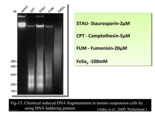 STAU- Staurosporin-2µM
CPT - Camptothesin-5µM
FUM - Fumonisin-20µM
FeSo4 -100mM
STAU- Staurosporin-2µM
CPT - Camptothesin-5µM
FUM - Fumonisin-20µM
FeSo4 -100mM
Fig-13: Chemical induced DNA fragmentation in tomato suspension cells by
using DNA laddering pattern. (Anke et al., 2000, Netherland )10/09/13
 