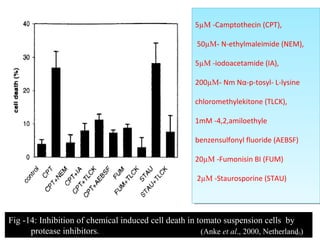 5µM -Camptothecin (CPT),
50µM- N-ethylmaleimide (NEM),
5µM -iodoacetamide (IA),
200µM- Nm Nα-p-tosyl- L-lysine
chloromethylekitone (TLCK),
1mM -4,2,amiloethyle
benzensulfonyl fluoride (AEBSF)
20µM -Fumonisin BI (FUM)
2µM -Staurosporine (STAU)
5µM -Camptothecin (CPT),
50µM- N-ethylmaleimide (NEM),
5µM -iodoacetamide (IA),
200µM- Nm Nα-p-tosyl- L-lysine
chloromethylekitone (TLCK),
1mM -4,2,amiloethyle
benzensulfonyl fluoride (AEBSF)
20µM -Fumonisin BI (FUM)
2µM -Staurosporine (STAU)
Fig -14: Inhibition of chemical induced cell death in tomato suspension cells by
protease inhibitors. (Anke et al., 2000, Netherland )39
 