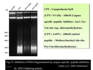 CPT - Camptothesin-5µM
(CPT+ YVAD) – 100nM Caspase
specific peptide inhibitor- Acyl -Tyr-
Val-Ala-Asp- chloromethylketone .
(CPT+ AAPV) – 100nM control
peptide - MethoxySuccinyl-Ala-Ala-
Pro-Val-chloromethylketone .
CPT - Camptothesin-5µM
(CPT+ YVAD) – 100nM Caspase
specific peptide inhibitor- Acyl -Tyr-
Val-Ala-Asp- chloromethylketone .
(CPT+ AAPV) – 100nM control
peptide - MethoxySuccinyl-Ala-Ala-
Pro-Val-chloromethylketone .
Fig-15: Inhibition of DNA fragmentation by caspase specific peptide inhibitors
by DNA laddering pattern.
(Anke et al., 2000, Netherland )10/09/13
 