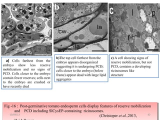 Fig -16 : Post-germinative tomato endosperm cells display features of reserve mobilization
and PCD including SlCysEP-containing ricinosomes.
(Christoper et al.,2013,
Fig -16 : Post-germinative tomato endosperm cells display features of reserve mobilization
and PCD including SlCysEP-containing ricinosomes.
(Christoper et al.,2013,
a) Cells farthest from the
embryo show less reserve
mobilization and no signs of
PCD. Cells closer to the embryo
contain fewer reserves; cells next
to the embryo are crushed or
have recently died
b)The top cell farthest from the
embryo appears disorganized
suggesting it is undergoing PCD;
cells closer to the embryo (below
frame) appear dead with large lipid
aggregates
c) A cell showing signs of
reserve mobilization, but not
PCD, contains a developing
ricinosomes like
structure
4210/09/13
 