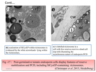 Conti….
d)Localization of SlCysEP within ricinosomes is
evidenced by the white arrowheads lying within
the ricinosomes,
e) A labelled-ricinosome in a
cell with few reserves next to a dead cell
(top left) illustrating the
asynchronous nature of endosperm PCD
Fig -17 : Post-germinative tomato endosperm cells display features of reserve
mobilization and PCD, including SlCysEP-containing ricinosomes.
(Christoper et al.,2013, Heidelberg)
Fig -17 : Post-germinative tomato endosperm cells display features of reserve
mobilization and PCD, including SlCysEP-containing ricinosomes.
(Christoper et al.,2013, Heidelberg)4310/09/13
 