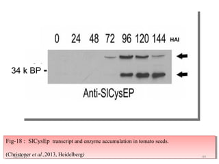 Fig-18 : SlCysEp transcript and enzyme accumulation in tomato seeds.
(Christoper et al.,2013, Heidelberg)
Fig-18 : SlCysEp transcript and enzyme accumulation in tomato seeds.
(Christoper et al.,2013, Heidelberg) 4410/09/13
HAI
34 k BP
 