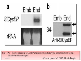 Fig -19 : Tissue specific SlCysEP expression and enzyme accumulation using
Northern-blot analysis
(Christoper et al.,2013, Heidelberg)
Fig -19 : Tissue specific SlCysEP expression and enzyme accumulation using
Northern-blot analysis
(Christoper et al.,2013, Heidelberg)4510/09/13
 