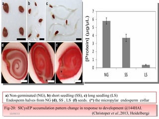 a) Non-germinated (NG), b) short seedling (SS), c) long seedling (LS)
Endosperm halves from NG (d), SS , LS (f) seeds. (*) the micropylar endosperm collar
Fig-20: SlCysEP accumulation pattern change in response to development @144HAI.
(Christoper et al.,2013, Heidelberg)
Fig-20: SlCysEP accumulation pattern change in response to development @144HAI.
(Christoper et al.,2013, Heidelberg)4610/09/13
 