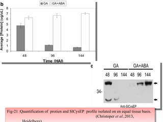 4710/09/13
Fig-21 :Quantification of protien and SlCysEP profile isolated on en equal tissue basis.
(Christoper et al.,2013,
Fig-21 :Quantification of protien and SlCysEP profile isolated on en equal tissue basis.
(Christoper et al.,2013,
 