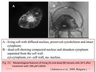 Fig -23: Morphological features of living (A) and dead (B) tomato cells 24 h after
treatment with 100 μM CdSO4.
( Iakimova et al., 2009, Bulgaria )
Fig -23: Morphological features of living (A) and dead (B) tomato cells 24 h after
treatment with 100 μM CdSO4.
( Iakimova et al., 2009, Bulgaria )
A - living cell with diffused nucleus, preserved cytoskeleton and intact
cytoplasm;
B – dead cell showing compacted nucleus and shrunken cytoplasm
separated from the cell wall.
cyt-cytoplasm, cw- cell wall, nu- nucleus.
5010/09/13
 