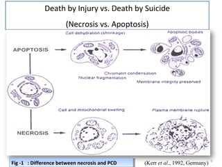 Death by Injury vs. Death by Suicide
(Necrosis vs. Apoptosis)
(Kerr et al., 1992, Germany) 910/09/13
Fig -1 : Difference between necrosis and PCDFig -1 : Difference between necrosis and PCD
 