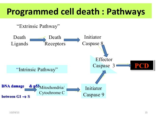 Cell in programming. Programmed cell death.