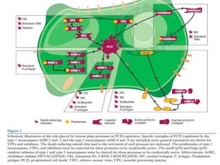 Programmed cell death (pcd) | PPTX