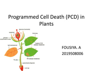 Programmed Cell Death (PCD) in
Plants
FOUSIYA. A
2019508006
 