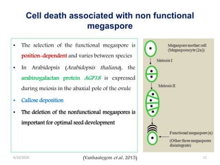 Cell death associated with non functional
megaspore
• The selection of the functional megaspore is
position-dependent and varies between species
• In Arabidopsis (Arabidopsis thaliana), the
arabinogalactan protein AGP18 is expressed
during meiosis in the abaxial pole of the ovule
• Callose deposition
• The deletion of the nonfunctional megaspores is
important for optimal seed development
(Vanhautegem et al., 2015)6/10/2020 11
 