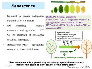 Senescence
• Regulated by diverse endogenous
and environmental factors
• ROS signalling - promote
senescence and age-induced PCD
via the induction of senescence
associated genes (SAGs)
• Metacaspases (MCs) - upregulated
in senescent leaves and flowers
ORESARA1 (ORE1) - Senescence
Young leaves = ORE1 - suppressed by miR164
Ageing leaves = ORE1 degraded via EIN2
EIN2 activates EIN3, directly activates ORE1 or
represses miR164
“Plant senescence is a genetically encoded program that ultimately
leads to the death of plant organs or the entire plant”
(Vanhautegem et al., 2015)
6/10/2020 16
 