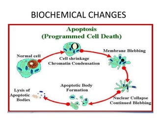 BIOCHEMICAL CHANGES
 