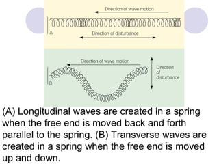 (A) Longitudinal waves are created in a spring
when the free end is moved back and forth
parallel to the spring. (B) Transverse waves are
created in a spring when the free end is moved
up and down.
 